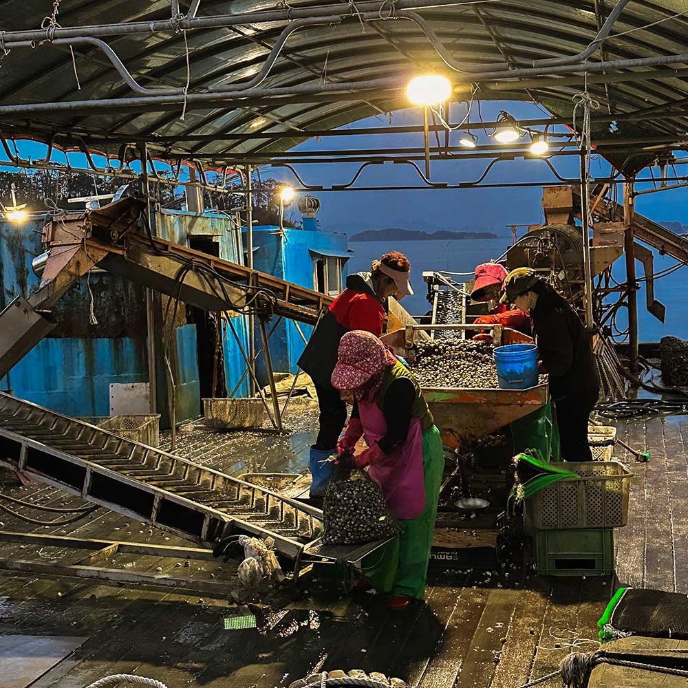 산지직송 벌교 새꼬막 1kg