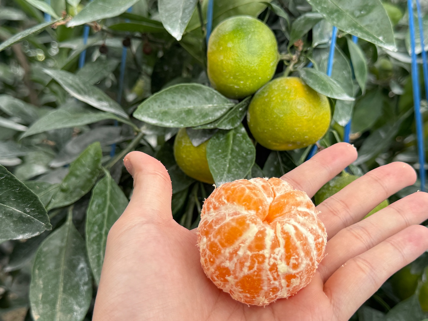 무료배송] 산지직송 제주 노지 극조생귤 실중량 1kg/2kg/3kg/4.5kg