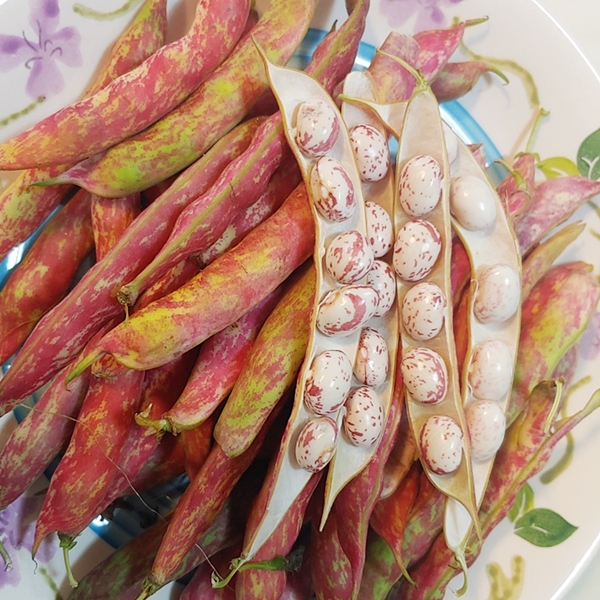 유기농 깐 호랑이콩 강낭콩 400g