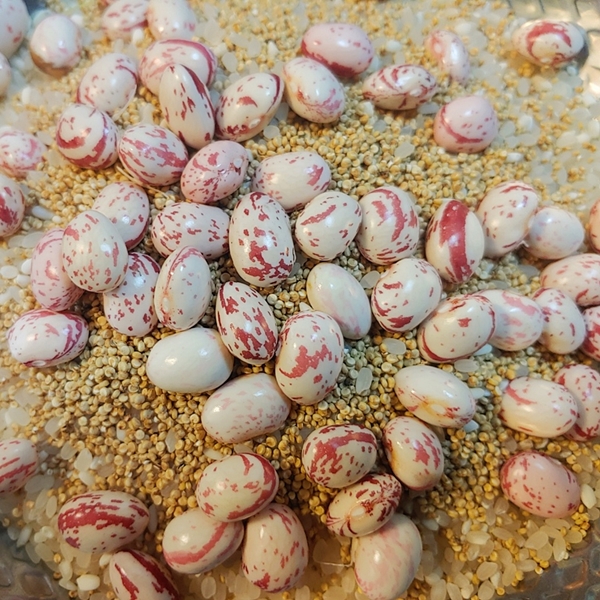 유기농 깐 호랑이콩 강낭콩 400g