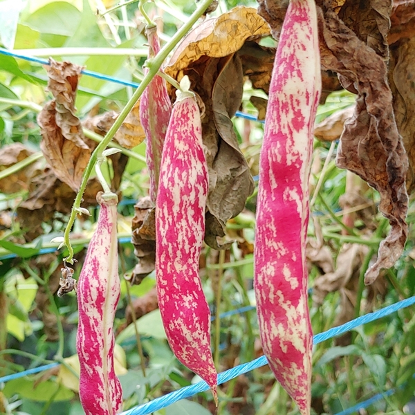 유기농 깐 호랑이콩 강낭콩 400g