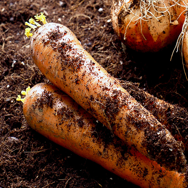 [참마루] 친환경 무농약 당근 2kg(특) 외 2종