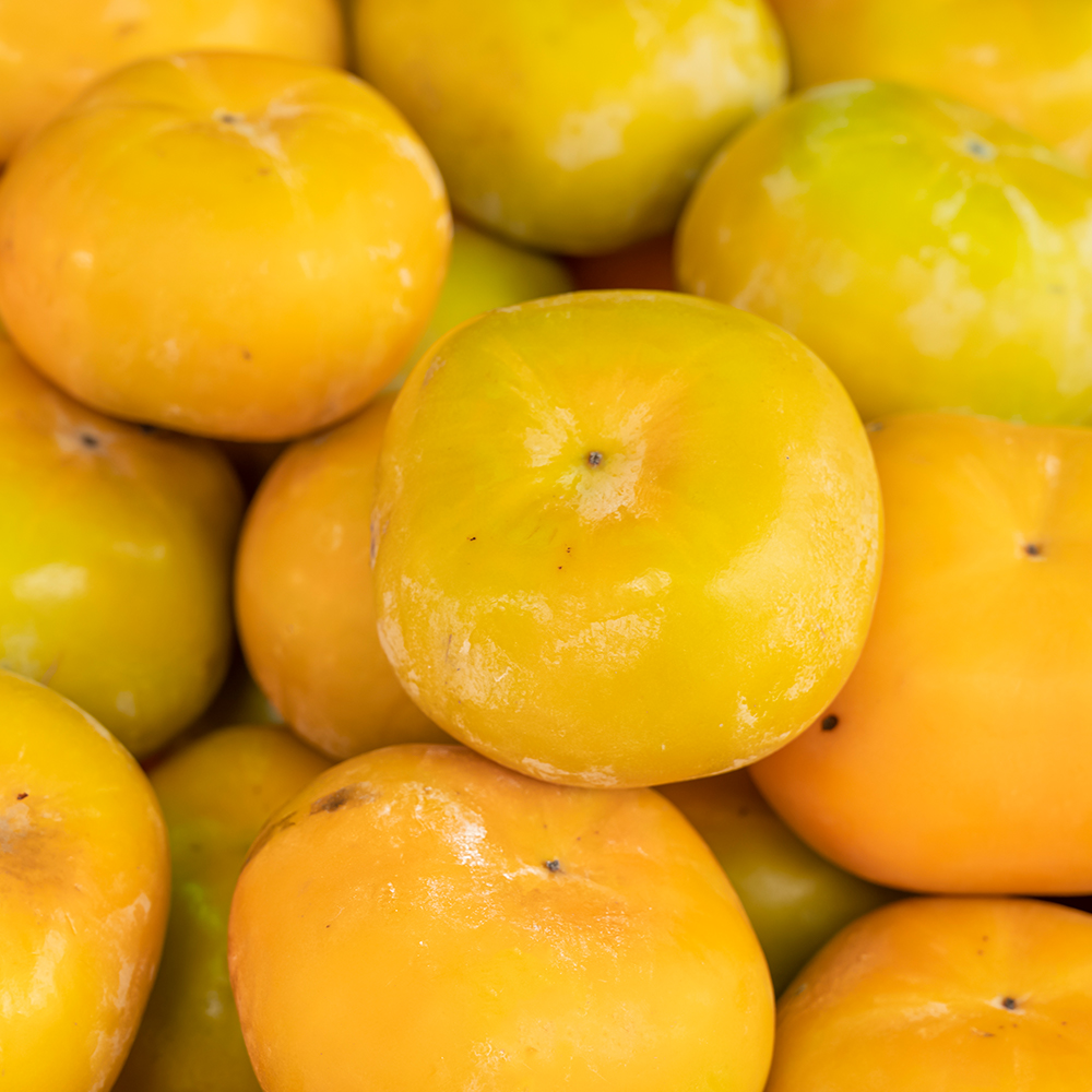 당일수확 경남 햇 단감 부유단감 진영 산지직송 고당도 꿀당도 감 3k 5kg