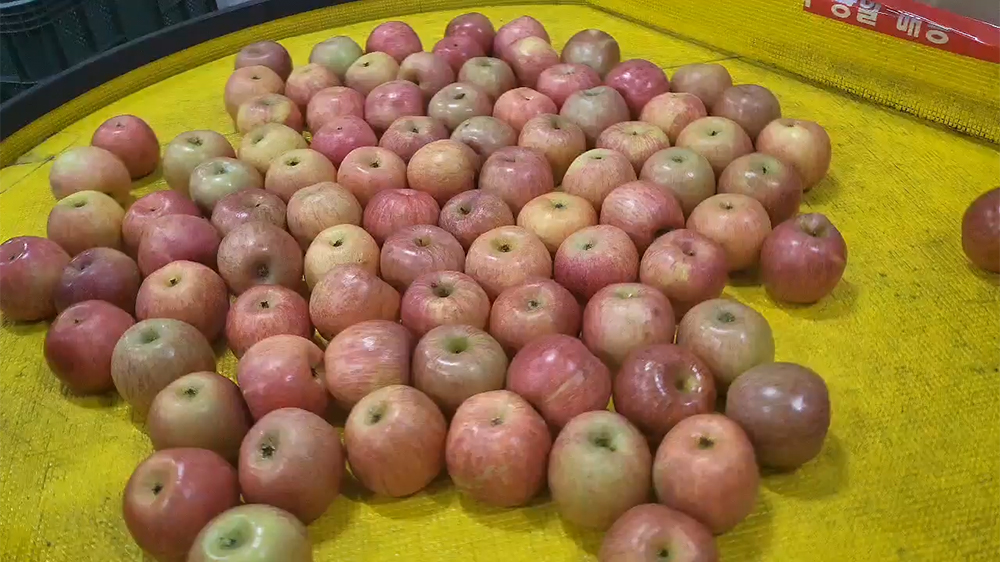 아침에 딱! 껍질째 먹는 경북 부사 꿀 세척사과 3kg 5kg