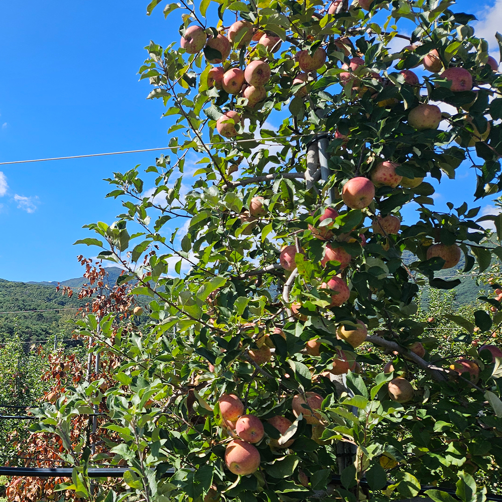 아침에 딱! 껍질째 먹는 경북 부사 꿀 세척사과 3kg 5kg