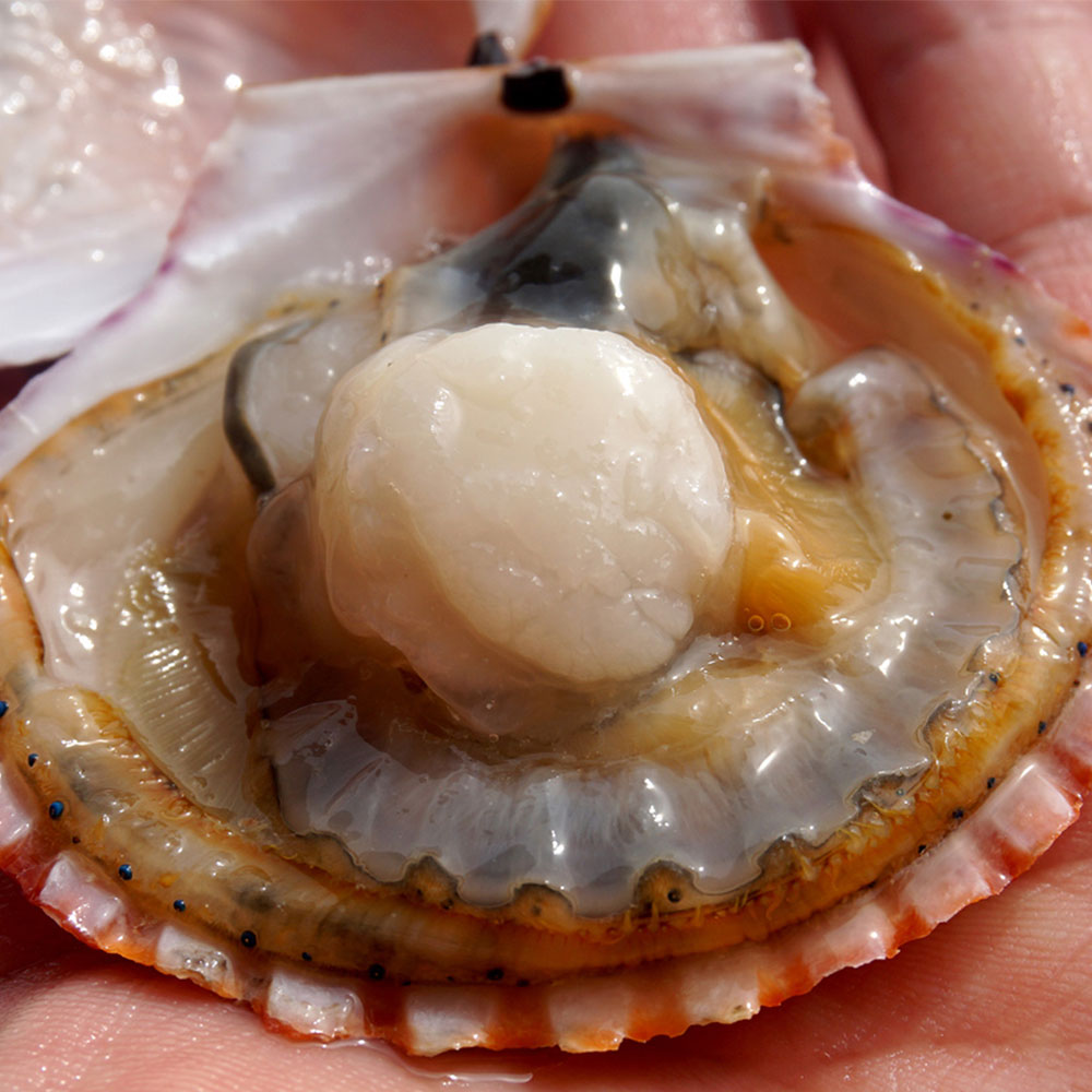 가장 맛있는 제철! 국산 남해안 홍가리비