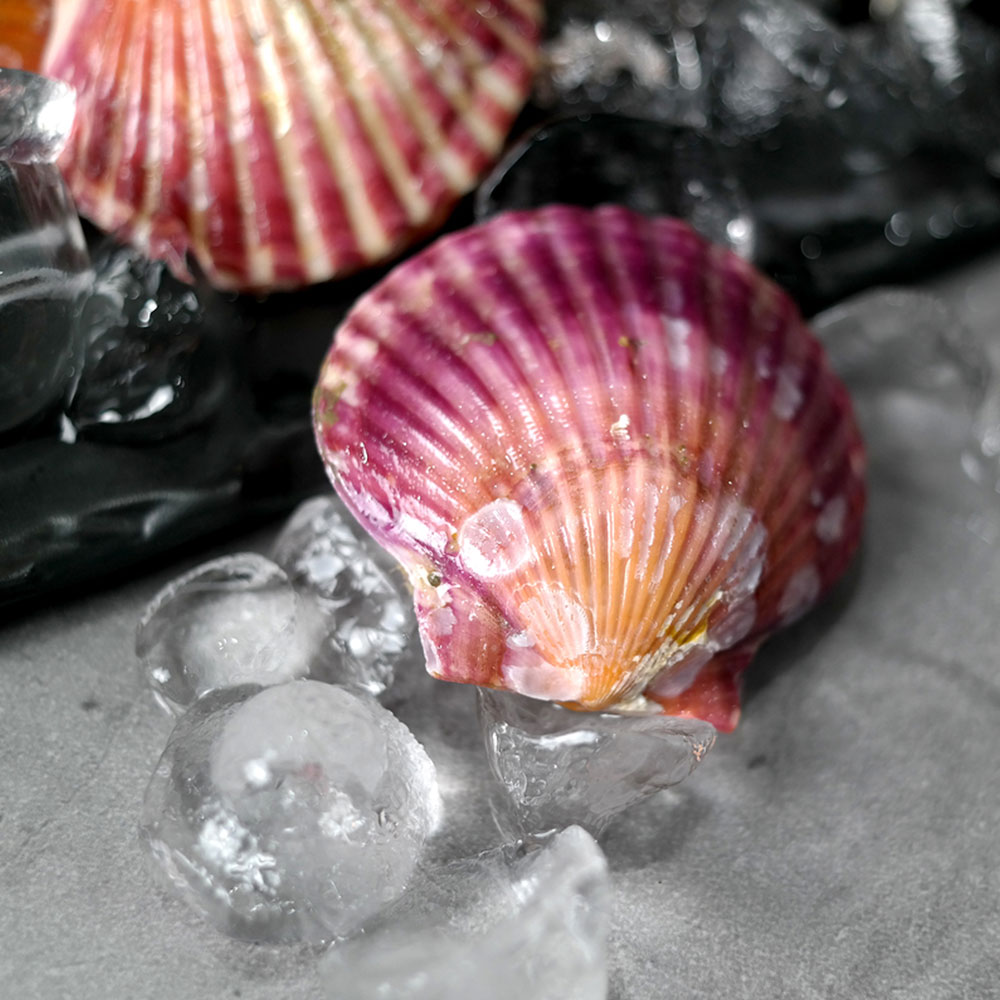 가장 맛있는 제철! 국산 남해안 홍가리비