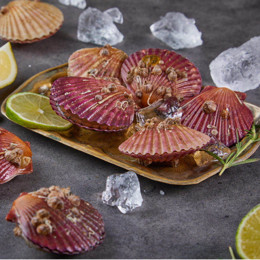 가장 맛있는 제철! 국산 남해안 홍가리비