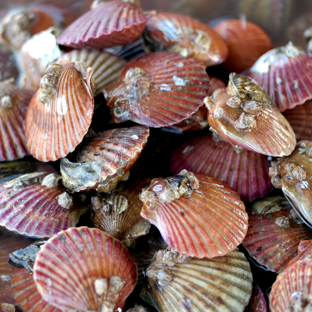 가장 맛있는 제철! 국산 남해안 홍가리비 대표이미지 섬네일