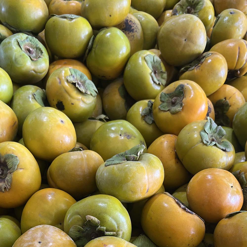 무료배송] 창원 단감 1kg~