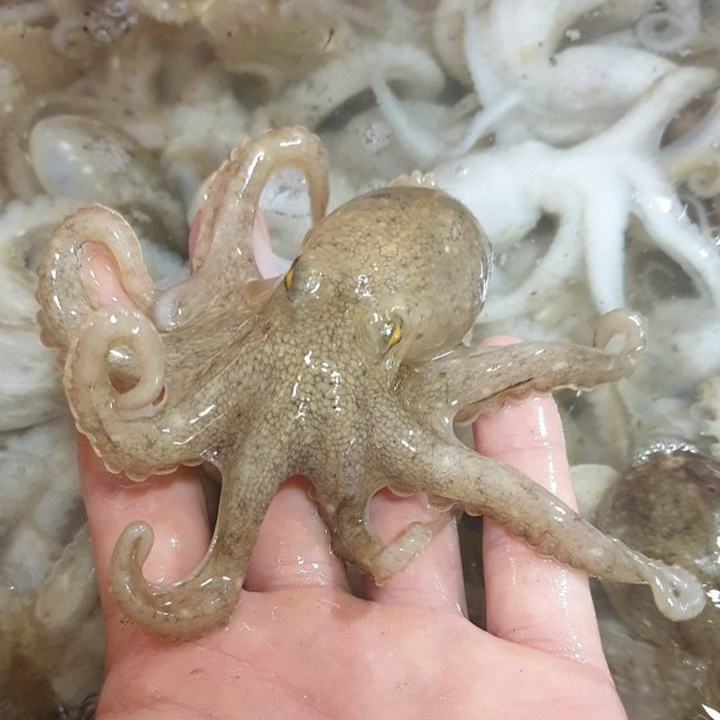 제철 쭈꾸미 싱싱한 서해안 활 생물쭈꾸미 / 급냉쭈꾸미 국내산 1kg