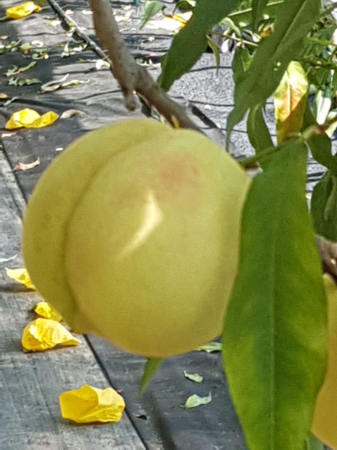 쫀득달콤한 설리 설아복숭아 겨울복숭아