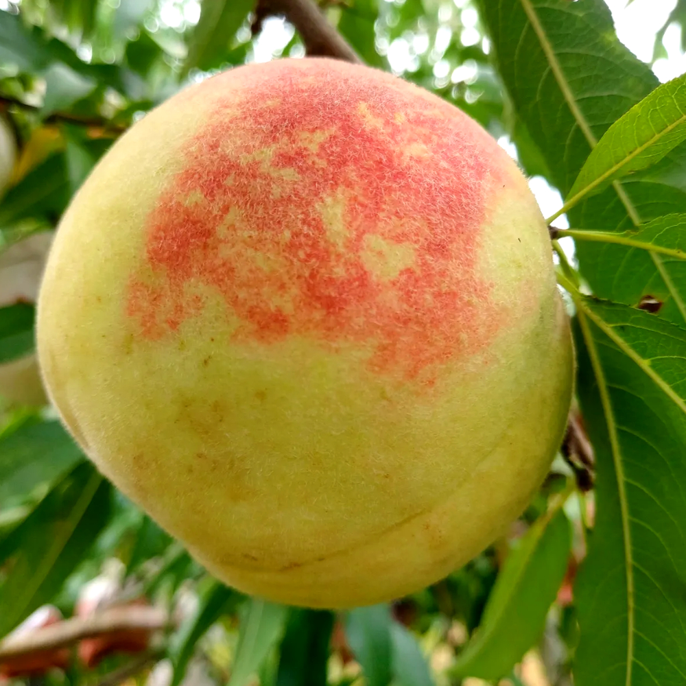 쫀득달콤한 설리 설아복숭아 겨울복숭아