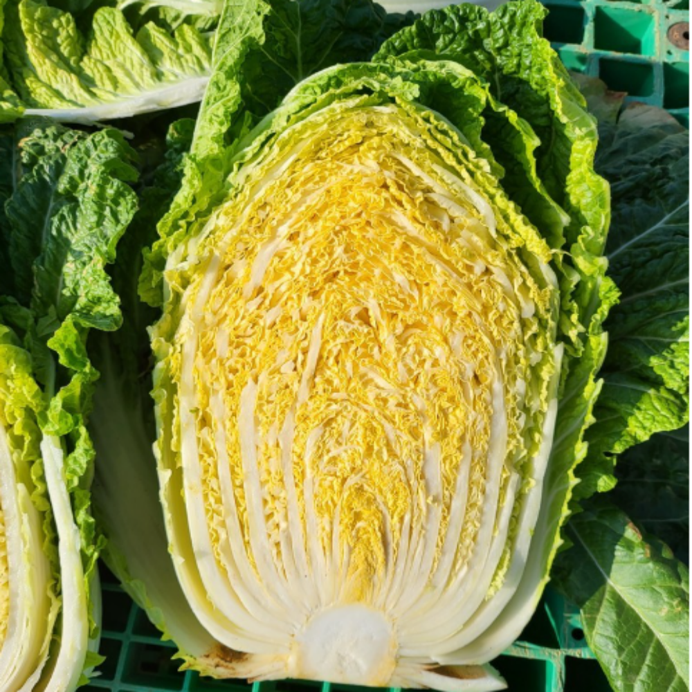 [HACCP]해남 황금배추도사 황금돼지 절임배추