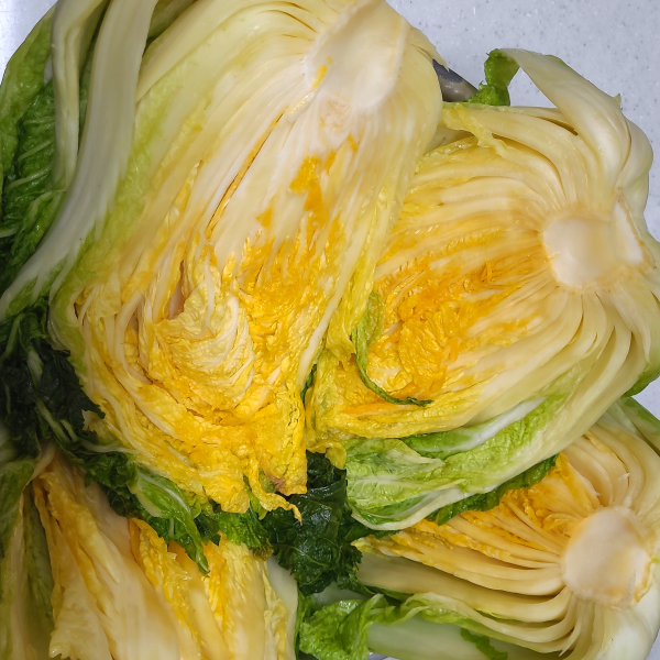 [HACCP]해남 황금배추도사 황금돼지 절임배추