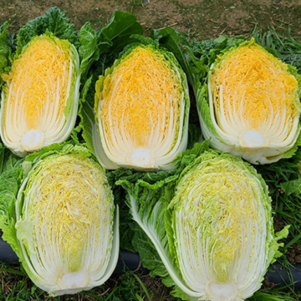 [HACCP]해남 황금배추도사 황금돼지 절임배추