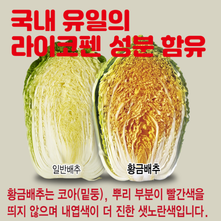 [HACCP]해남 황금배추도사 황금돼지 절임배추 대표이미지 섬네일