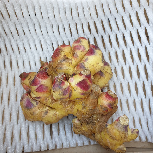 [생강최고] 찐한 생강 흙생강 세척생강 1kg