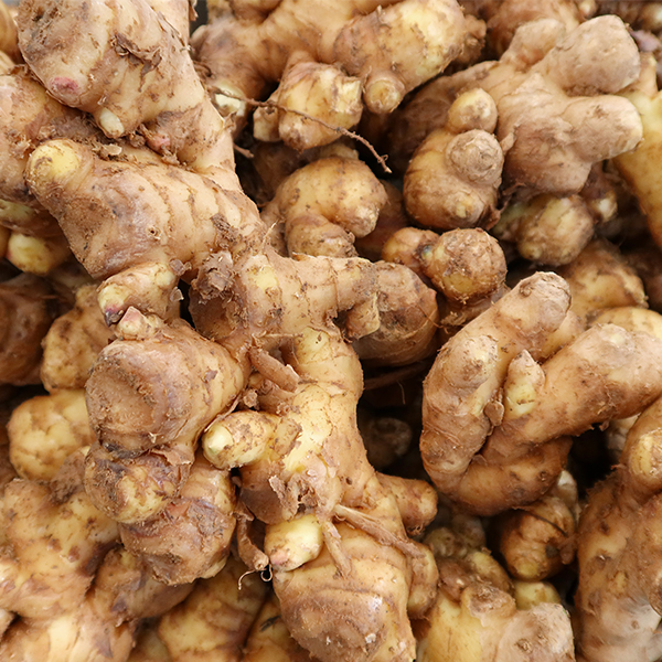 [생강최고] 찐한 생강 흙생강 세척생강 1kg