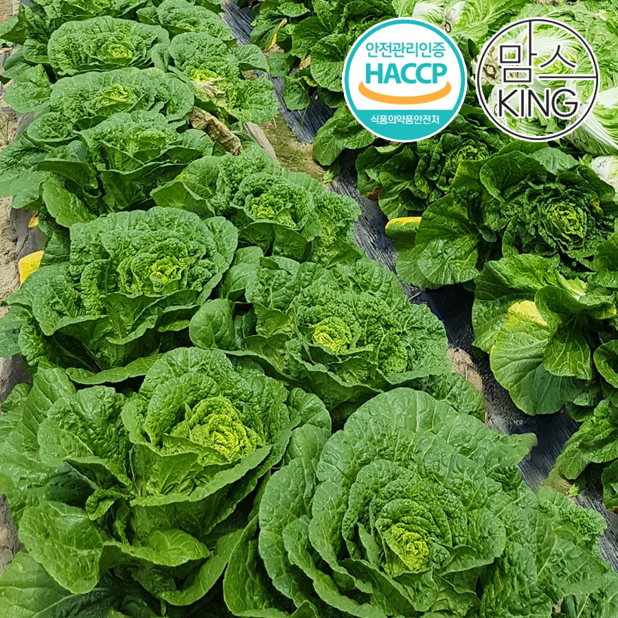 [맘스킹] 다경 HACCP 강원도 강원 고랭지/경북/해남 절임배추 10kg