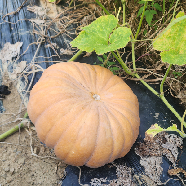 맷돌호박  늙은호박 슬라이스채 1kg~