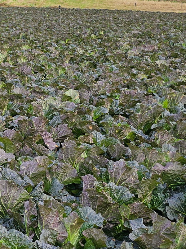 [예약주문/산지직송] Non-GMO 절임 아삭갓배추(4-5포기/10kg)