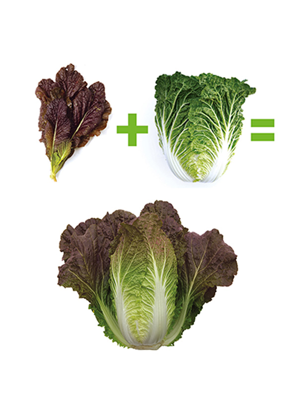 [예약주문/산지직송] Non-GMO 절임 아삭갓배추(4-5포기/10kg)