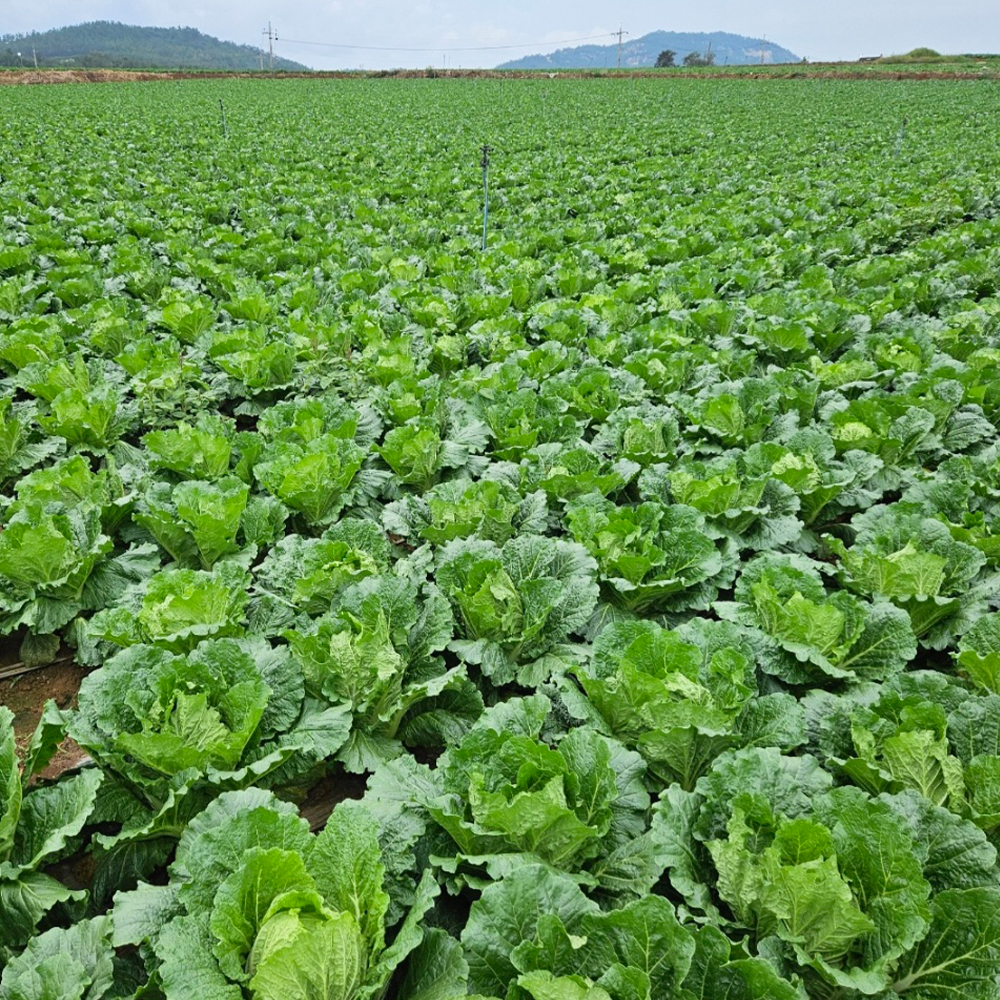 HACCP 해썹 인증 국내산 해남 절임배추 20kg 절인배추 김장배추 휘파람 김장 배추