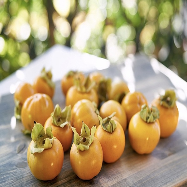 국산 햇 감 김해 단감 부유단감 5kg