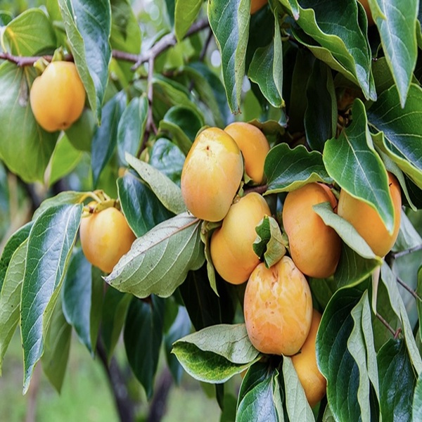 국산 햇 감 김해 단감 부유단감 5kg