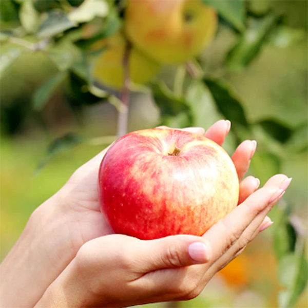 [사과캄스] 빨간 부사 사과 1.5kg 2kg 3kg 가정용 실속형