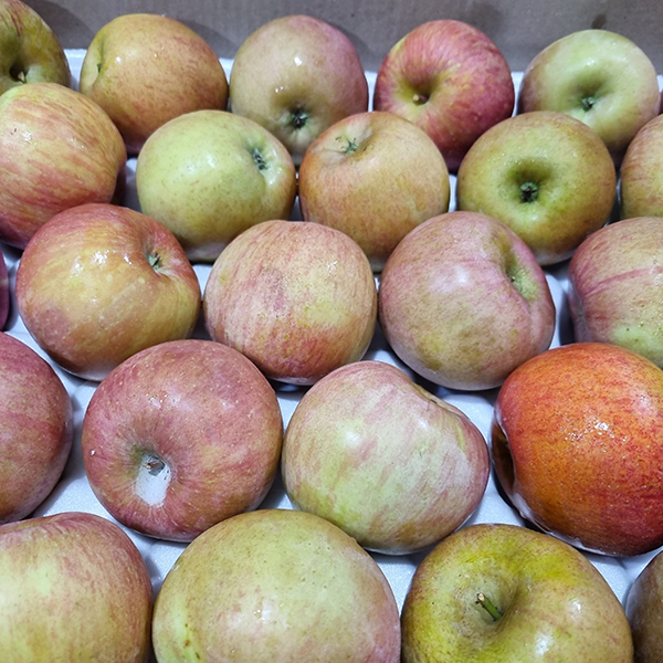 [사과캄스] 빨간 부사 사과 1.5kg 2kg 3kg 가정용 실속형