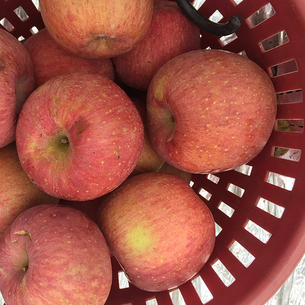 [사과캄스] 빨간 부사 사과 1.5kg 2kg 3kg 가정용 실속형