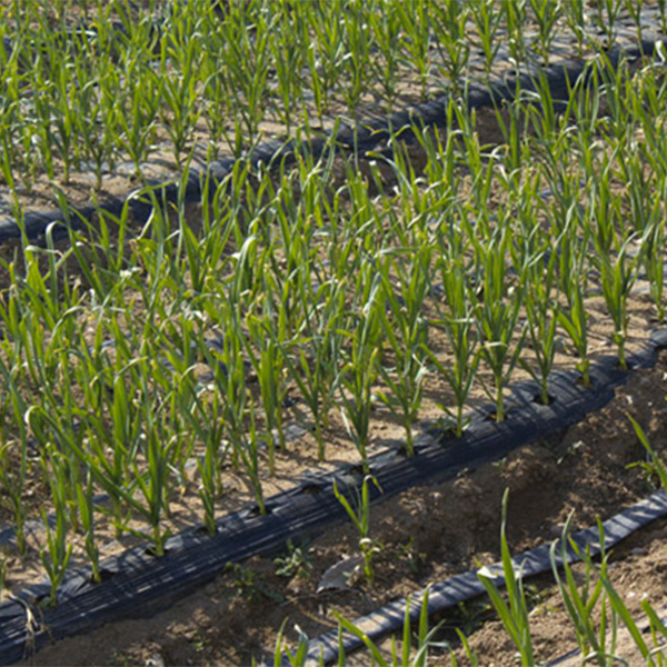 [마늘최고] 국내산 깐마늘 1kg 중 대 1팩 2팩