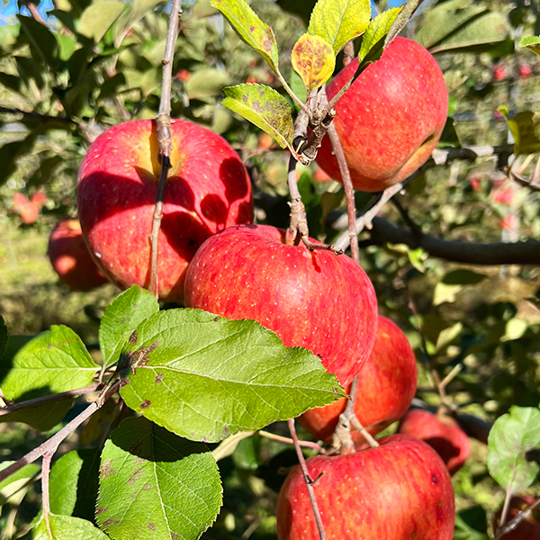 [산지직송] 저탄소 청송 후브락스 사과 (3kg/5kg)