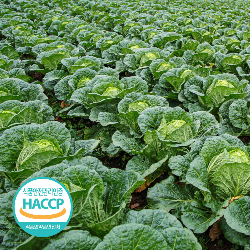 [예약판매] 해썹인증 전남 해남 절임배추 20kg 7-11포기 김장 WD