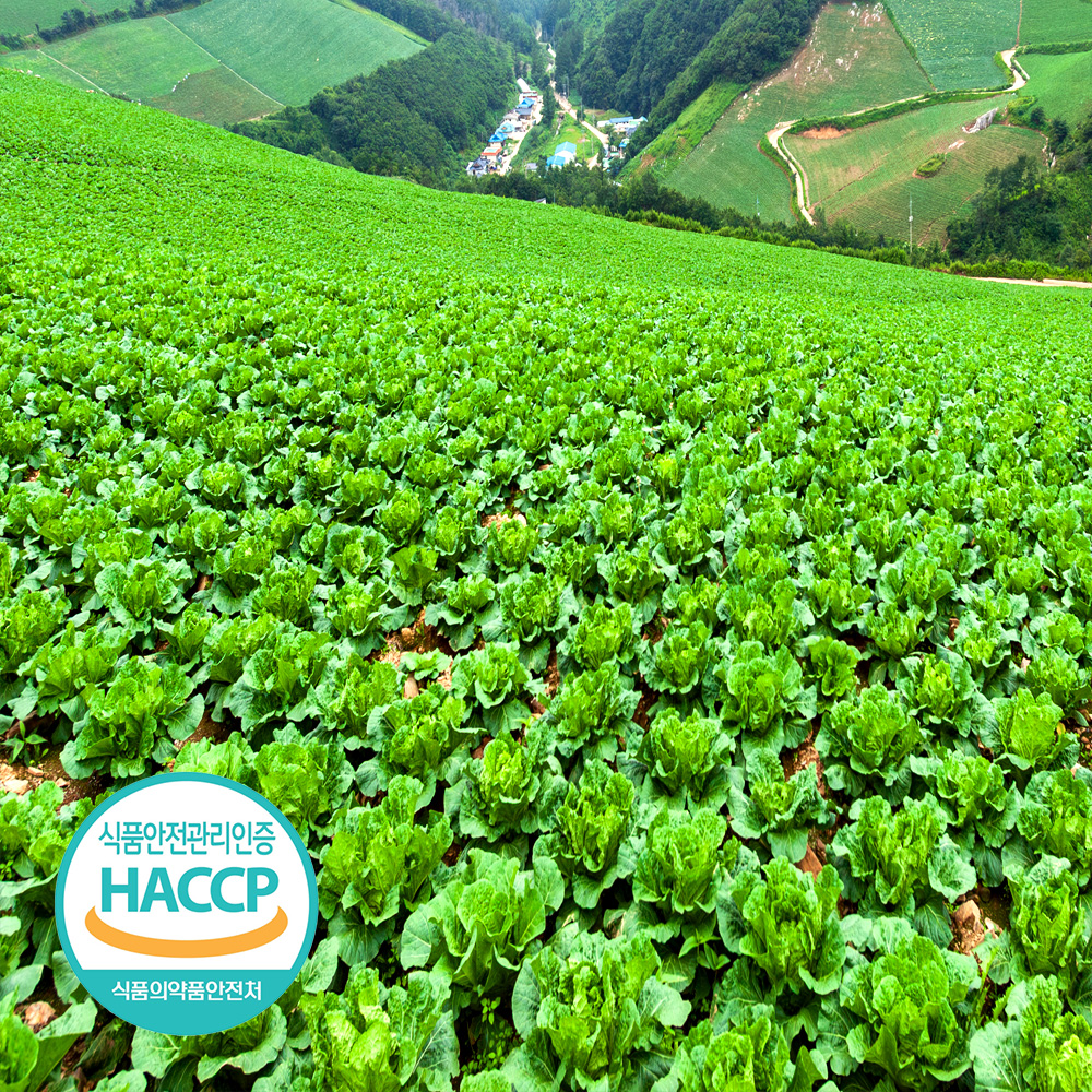 [예약판매] 해썹인증 국내산 강원도 절임배추 20kg 7-10포기 절인 김장 김치 NS