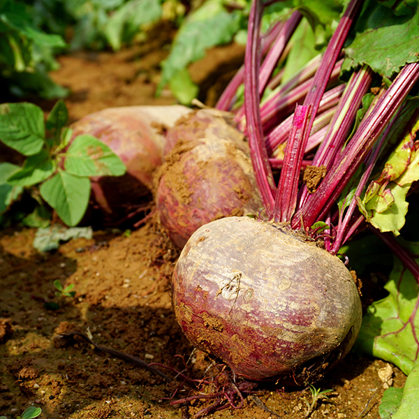 [비트최고] 레드비트 1kg 2kg 3kg 5kg 혼합과 비세척