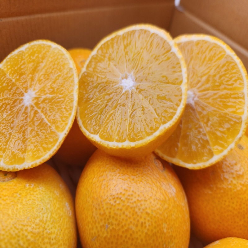 제주 프리미엄 노지 조생 감귤 하우스 황금향 밀감 3kg 5kg 10kg