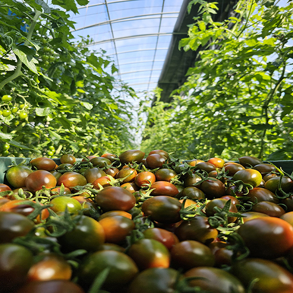 당일수확 새콤달콤 흑 대추 방울토마토 1KG