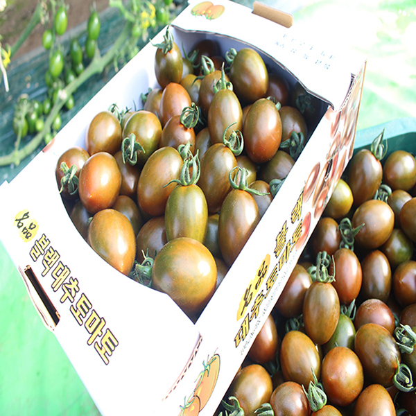 당일수확 새콤달콤 흑 대추 방울토마토 1KG