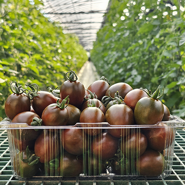 당일수확 새콤달콤 흑 대추 방울토마토 1KG