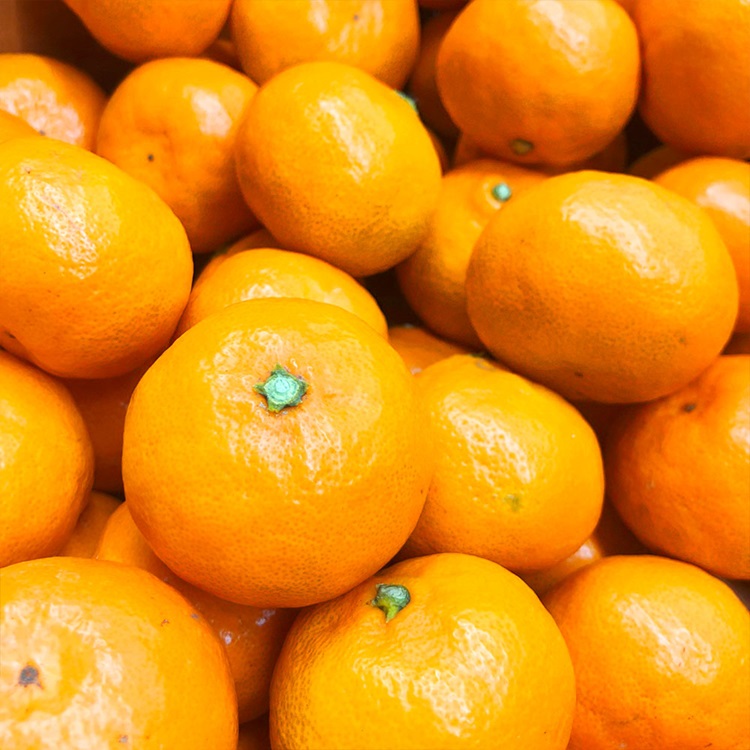 제주 무농약 친환경 노지 감귤 밀감