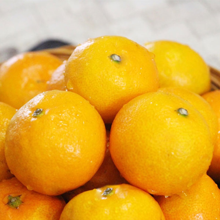 제주 무농약 친환경 노지 감귤 밀감