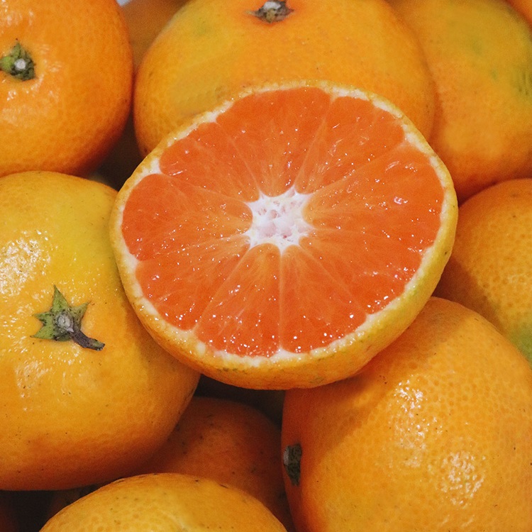 제주 무농약 친환경 노지 감귤 밀감