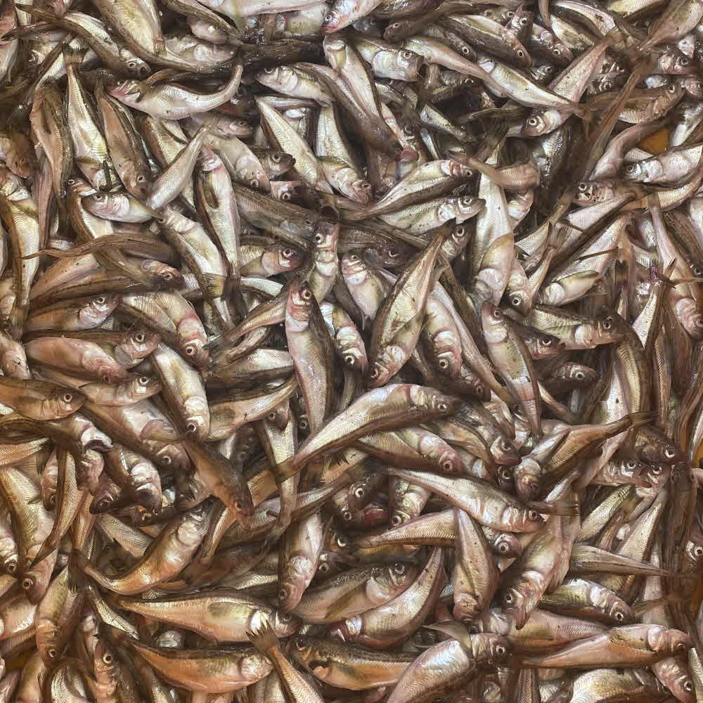 동해안 도루묵 제철 생물 조림 구이 500g 1kg