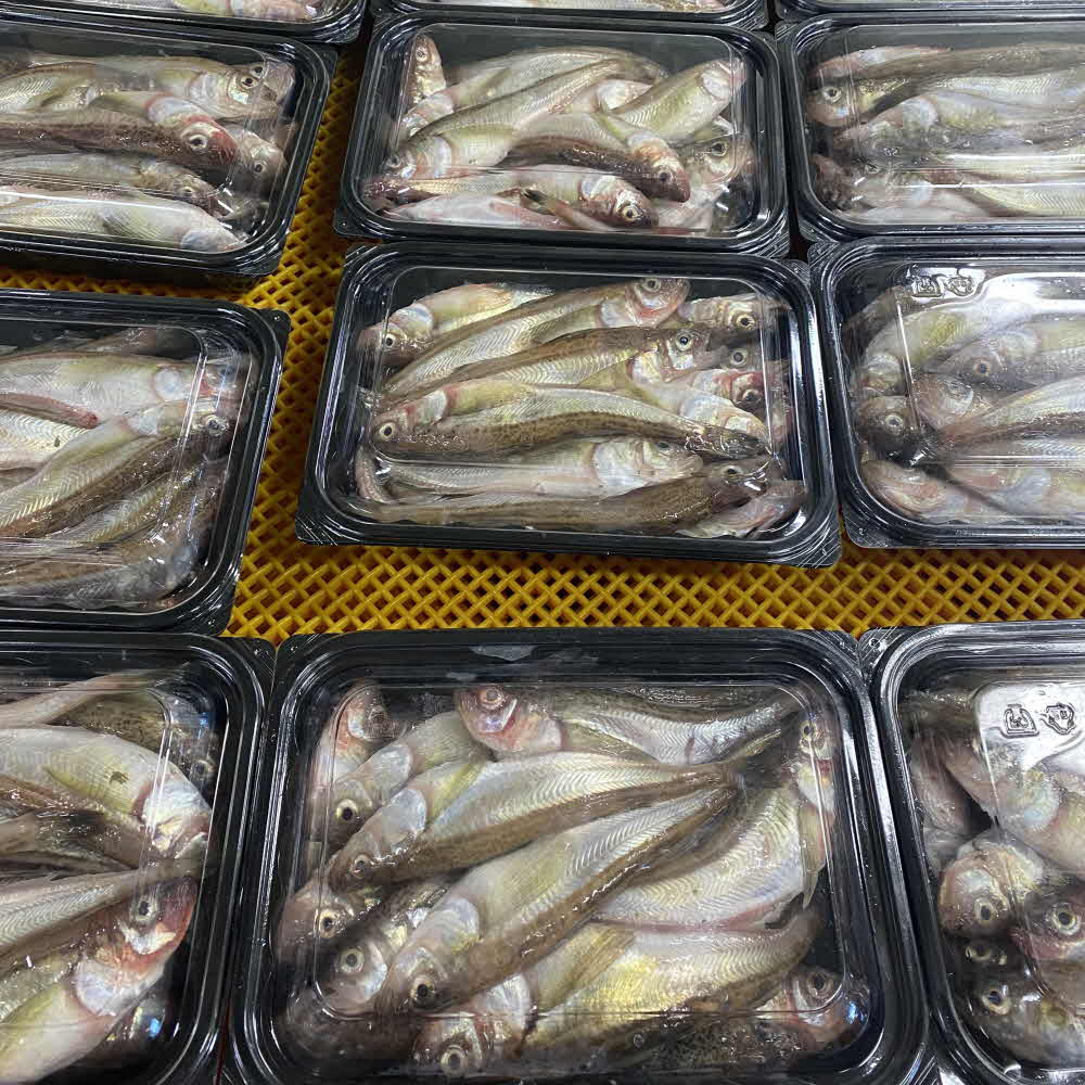 동해안 도루묵 제철 생물 조림 구이 500g 1kg