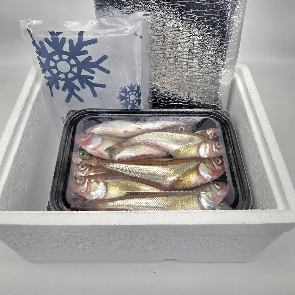 동해안 도루묵 제철 생물 조림 구이 500g 1kg