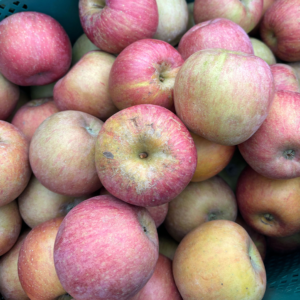 달콤아삭 사과 알뜰 햇부사 꿀사과 가정용 부사 4kg 8kg