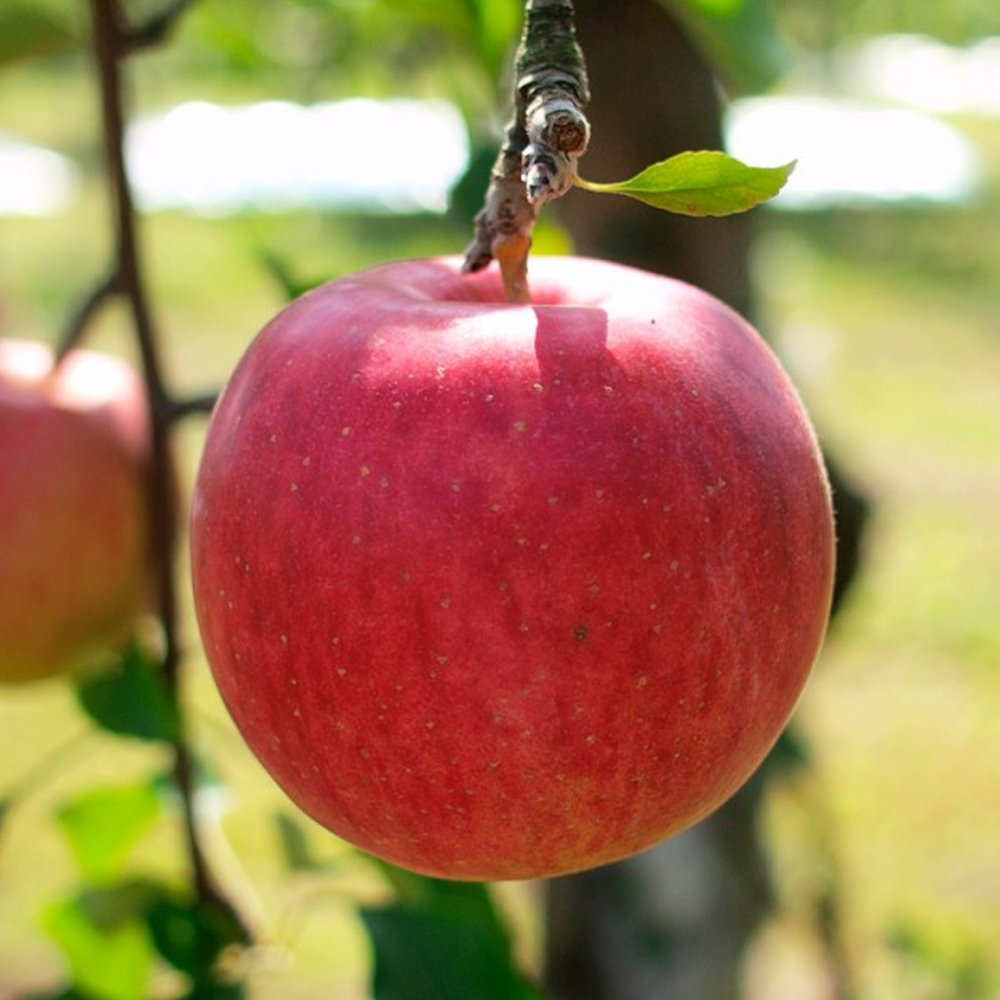 달콤아삭 사과 알뜰 햇부사 꿀사과 가정용 부사 4kg 8kg